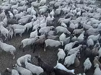 Schaf, Hampshire sheep — Foto 3