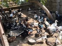Ducks — foto 3