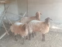Qoyun, Qoyunlar — foto 1