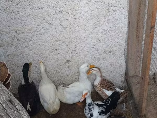 Ducks
