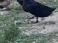 Avstraliya Ləkəli — foto 2