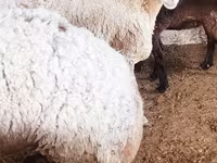 نعجة, الأغنام — الصورة 1