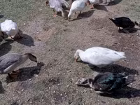 Geese — 照片 3