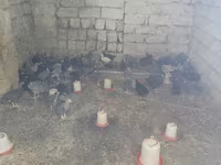 Chickens — photo 4
