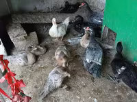 Ducks — Foto 3