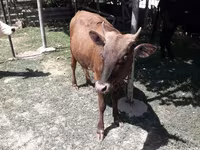Cow, Simmental cattle — photo 5
