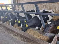 Býk, Russian Black pied cattle — foto 8
