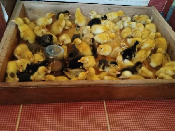 Alman Pekin — Azərbaycan