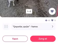 Qoyun, Qoyunlar — foto 2