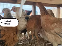 Chickens — الصورة 5