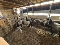 Ovelha, Ovelhas — foto 4