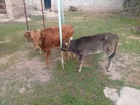 Krava, Swiss cattle — foto 3