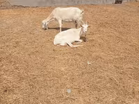 Billy Goat, Saanen goat — photo 6