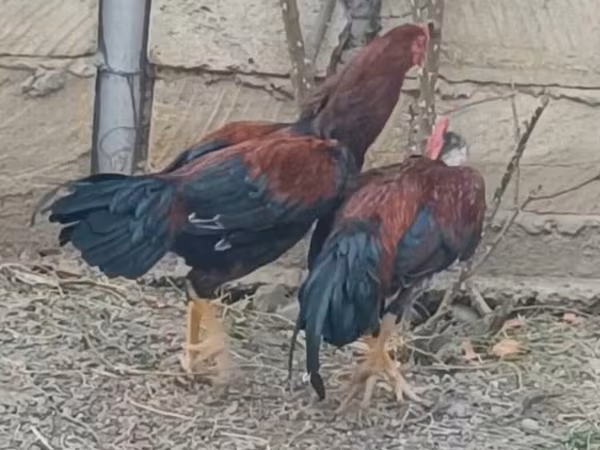 Chickens — Azərbaycan