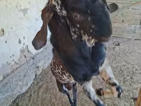 Keçi, Beetal goats — foto 7