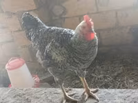 Chickens — foto 8