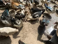 Ducks — Foto 3