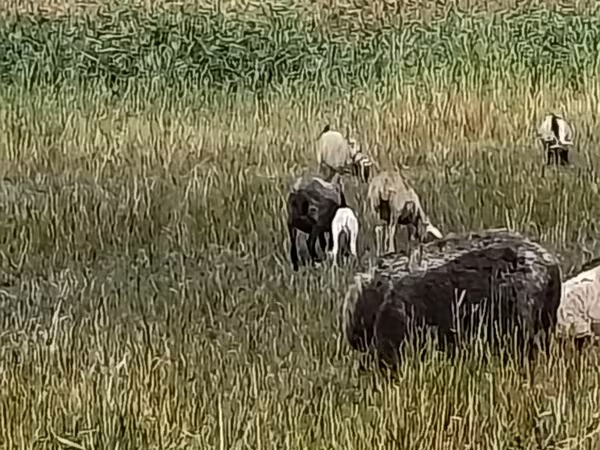 Qoyun, Romanov sheep