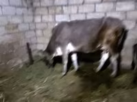 İnək, Mal-qara — foto 2