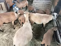 母羊, Cameroon sheep — 照片 1