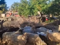绵羊（批次，未指定性别）, Dorper sheep — 照片 3