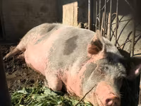 Boar, Pigs — photo 2