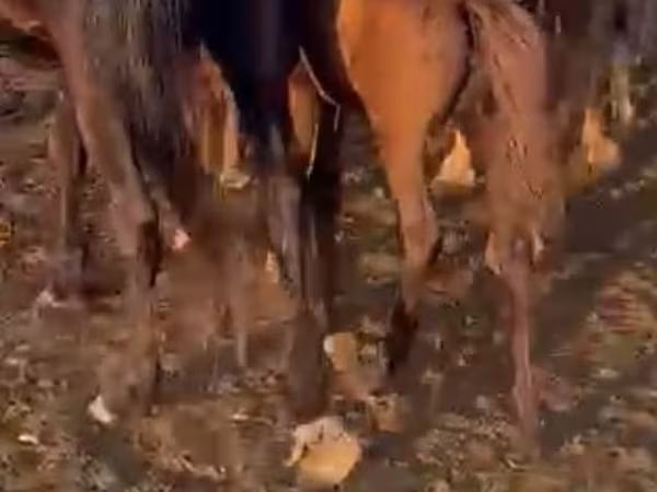 Madyan, Atlar