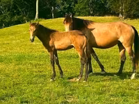 घोड़ी, Black Sea breed — फ़ोटो 8