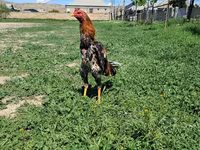 Chickens — photo 5