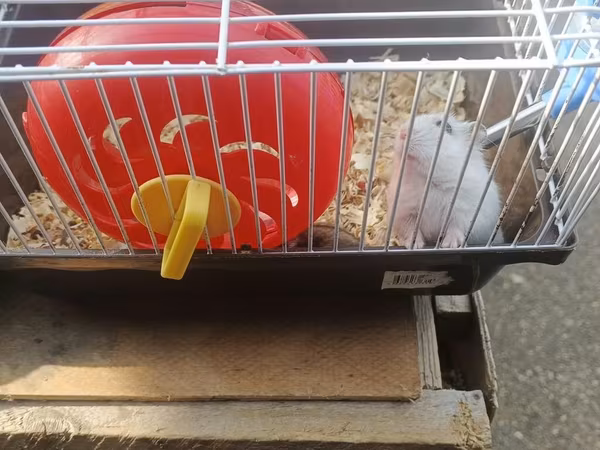 Hamster və qəfəs dəsti - Növ: kiçik ev heyvanı – hamster - Dəst
