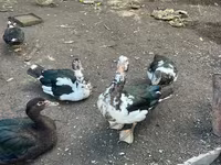 Turkeys — Foto 2