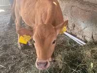 Bull, Cattle — photo 5