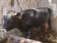 公牛, Cattle — 照片 3