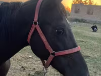 母马, Horses — 照片 1
