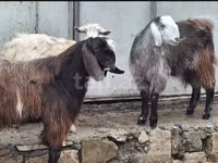 山羊（批次，未指定性别）, Goats — 照片 4
