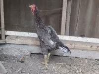 Chickens — photo 2