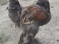 Brahma — foto 1