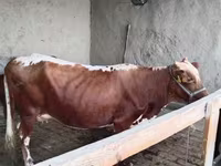 Krava, Simmental cattle — foto 1