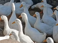 Ducks — foto 3