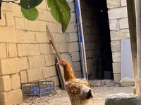 Brahma — foto 5