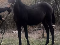 Yegua, Caballos — foto 2