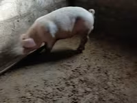 Säue, Schweine — Foto 4
