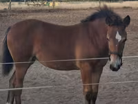 母马, Haflinger — 照片 6