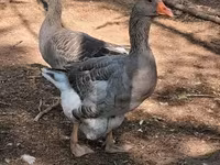 Geese — foto 2