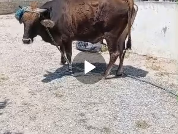 Cow, Cattle — Azerbaijan