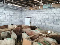 Oveja, Beulah Speckled face sheep — foto 6