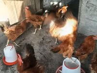 Chickens — foto 3
