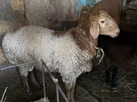 Qoç, Rhon sheep — foto 1
