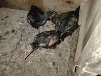 Malay döyüşçü — foto 6