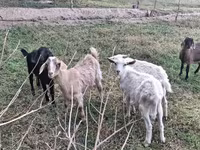 Goat, Nubian Goat — photo 3